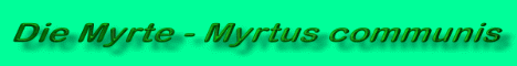 Alles &uuml;ber die Myrte - Myrtus-communis - Pflege, Vermehrung, Verwendung, Myrten als Bonsai