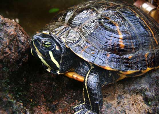 Willkommen auf pflanzenliebe.de im Botanischen Garten!