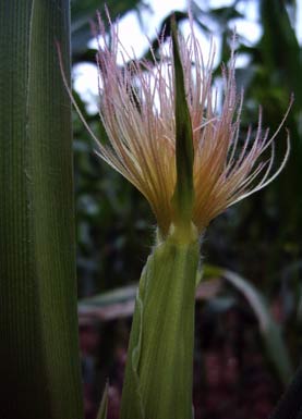 Mais - corn - Zea mays auf pflanzenliebe.de auf dem Feld