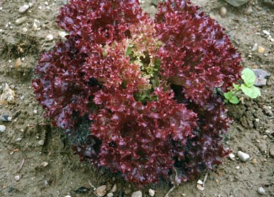 Lollo Rosso