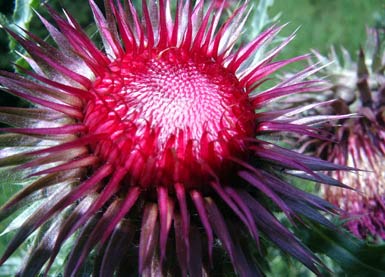 Nickende Distel nodding thistle Carduus nutans bei pflanzenliebe.de